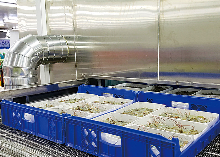 Ecuador-Promaro Shrimp Processing Plant-04 Ecuadorian Shrimp